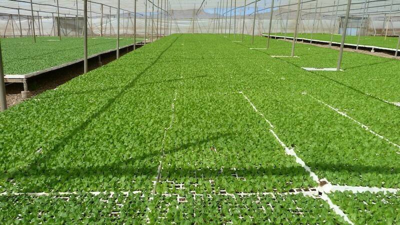 Foto1_red|Foto3_red|Foto2_sustrato para semillero-red